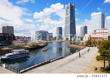 横浜みなとみらいと満開の桜 横浜みなとみらいと満開の桜 50841472