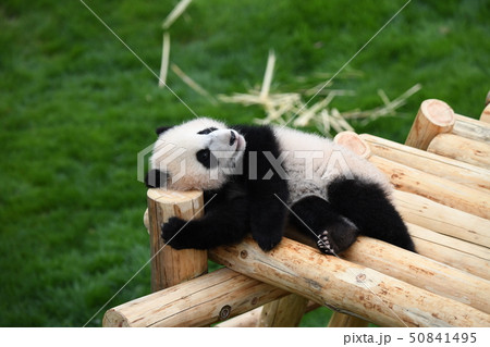 あかちゃんパンダ 50841495