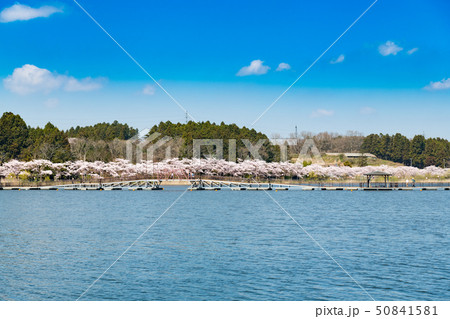 宮城平筒沼ふれあい公園の浮橋と満開の桜並木 宮城平筒沼ふれあい公園の浮橋と満開の桜並木 50841581