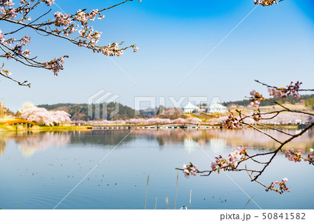 宮城平筒沼ふれあい公園の浮橋と満開の桜並木 宮城平筒沼ふれあい公園の浮橋と満開の桜並木 50841582