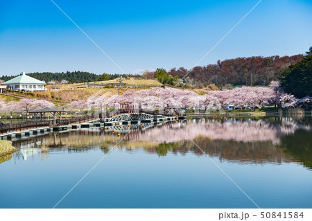 宮城平筒沼ふれあい公園の浮橋と満開の桜並木 宮城平筒沼ふれあい公園の浮橋と満開の桜並木 50841584