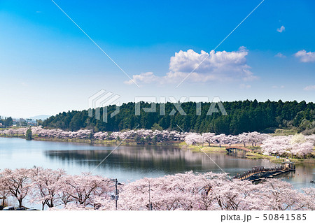 宮城平筒沼ふれあい公園の浮橋と満開の桜並木 宮城平筒沼ふれあい公園の浮橋と満開の桜並木 50841585