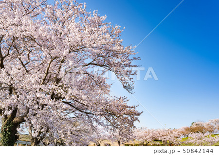 長沼フートピア公園の満開の桜並木 50842144