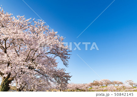 長沼フートピア公園の満開の桜並木 50842145