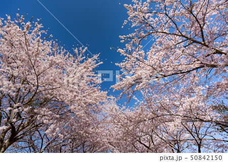 長沼フートピア公園の満開の桜並木 50842150