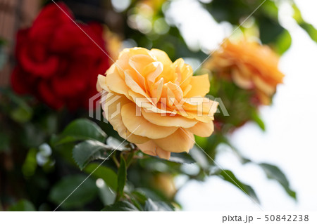 バラ 薔薇の花 ６月の誕生花の写真素材