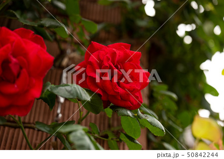 バラ 薔薇の花 ６月の誕生花の写真素材