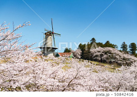長沼フートピア公園オランダ風車と満開の桜並木の写真素材 [50842416