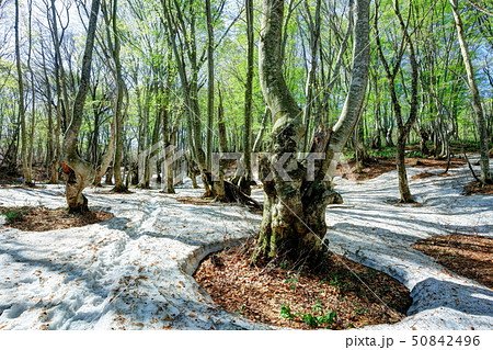 新緑の獅子ヶ鼻湿原ブナの森 50842496