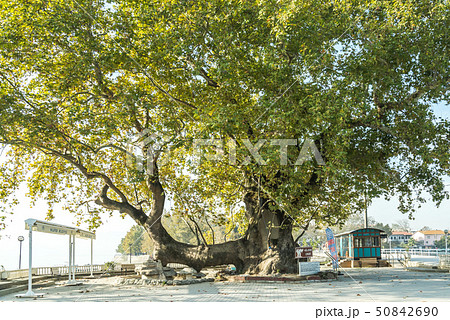 ギョルヤズ村入口のプラタナスの大木 50842690