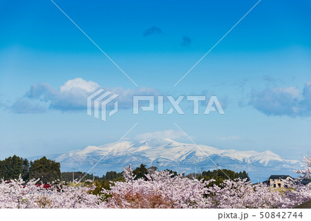 長沼フートピア公園の満開の桜並木と残雪の栗駒山 長沼フートピア公園の満開の桜並木と残雪の栗駒山 50842744