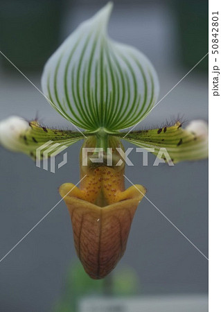 パフィオペディルム 50842801