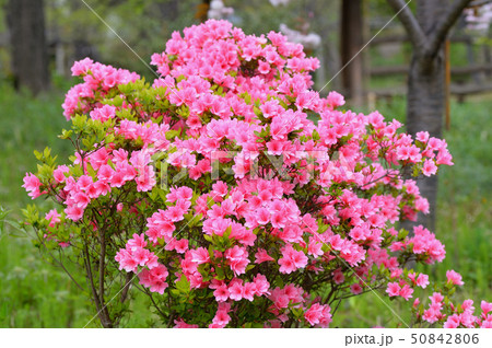 向島百花園 50842806