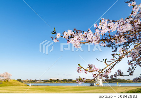長沼フートピア公園の満開の桜並木 50842983