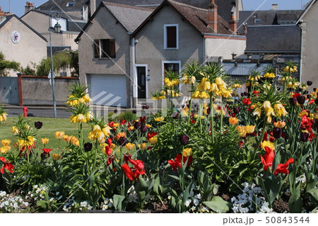 ペルシアン・リリーとチューリップ ペルシアン・リリーとチューリップ 50843544