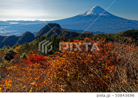 御坂山地・節刀ヶ岳の紅葉と富士山 50843696