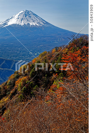 御坂山地・鬼ヶ岳から見る富士山と紅葉 50843909