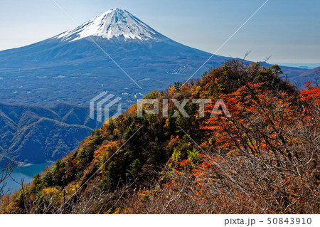 御坂山地・鬼ヶ岳から見る富士山と紅葉 50843910