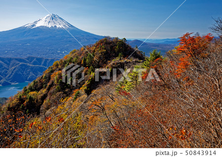 御坂山地・鬼ヶ岳から見る富士山と紅葉 50843914
