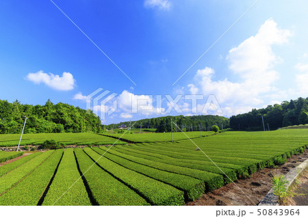 茶畑（初夏） 50843964