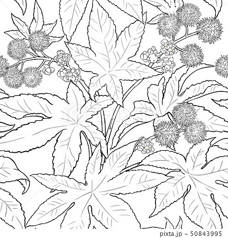 castor vector pattern 50843995