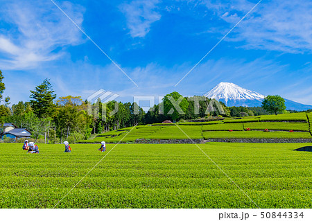 静岡県富士市　大淵笹場の茶畑　お茶まつり 50844334