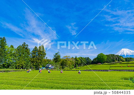 静岡県富士市　大淵笹場の茶畑　お茶まつり 50844335