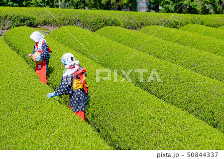 静岡県富士市 大淵笹場の茶畑 お茶まつり 静岡県富士市 大淵笹場の茶畑 お茶まつり 50844337