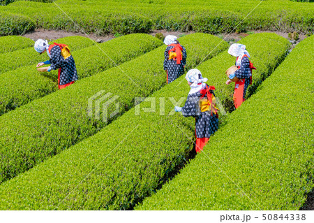 静岡県富士市 大淵笹場の茶畑 お茶まつり 静岡県富士市 大淵笹場の茶畑 お茶まつり 50844338