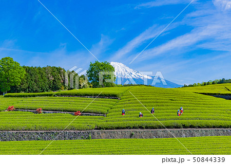 静岡県富士市　大淵笹場の茶畑　お茶まつり 50844339