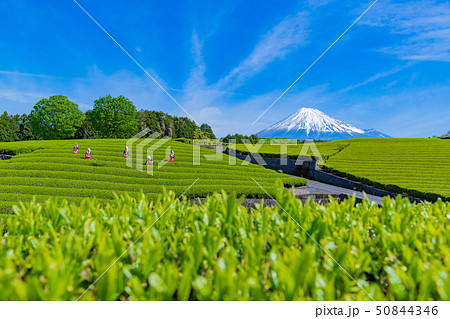 静岡県富士市 大淵笹場の茶畑 お茶まつり 静岡県富士市 大淵笹場の茶畑 お茶まつり 50844346