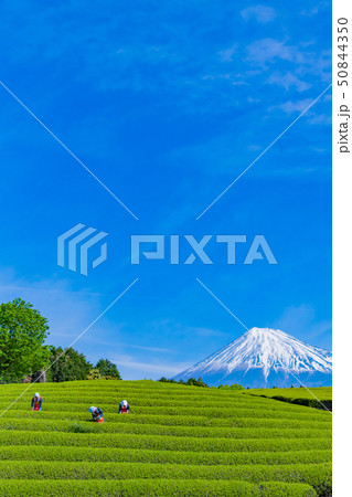 静岡県富士市　大淵笹場の茶畑　お茶まつり 50844350