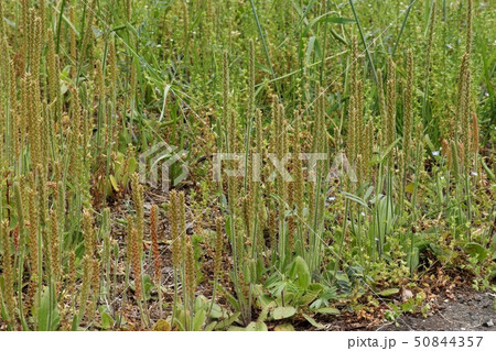 ツボミオオバコ、5月 50844357