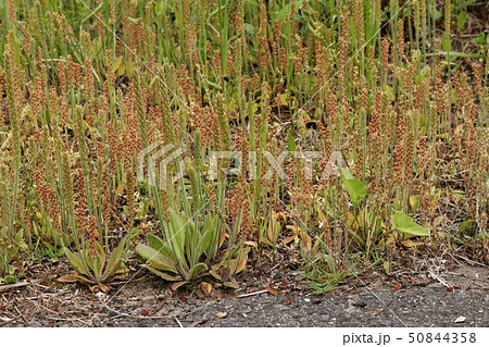 ツボミオオバコ、5月 50844358