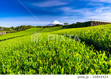 《静岡県》富士山と茶畑の風景 《静岡県》富士山と茶畑の風景 50844424