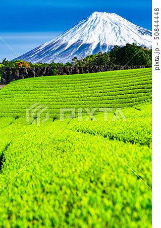 《静岡県》富士山と茶畑の風景 50844448