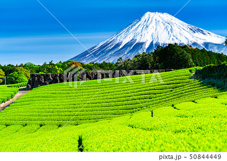 《静岡県》富士山と茶畑の風景 50844449