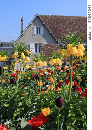 ユリの花が綺麗な花壇の写真素材 50845045 Pixta