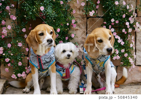 公園のお友達５ 50845340