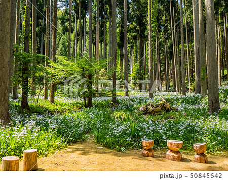 綾部市のシャガの花群生地 50845642