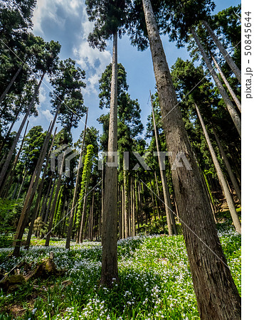 綾部市のシャガの花群生地 50845644