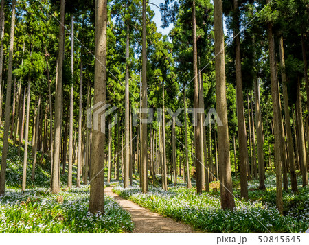 綾部市のシャガの花群生地 50845645