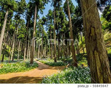 綾部市のシャガの花群生地 綾部市のシャガの花群生地 50845647