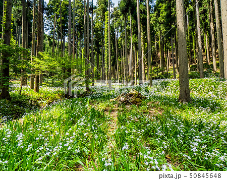 綾部市のシャガの花群生地 綾部市のシャガの花群生地 50845648