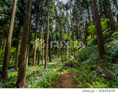 綾部市のシャガの花群生地 綾部市のシャガの花群生地 50845649