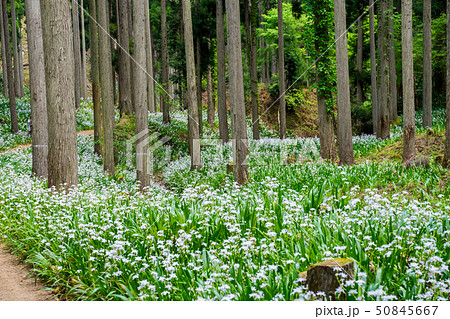 綾部市のシャガの花群生地 綾部市のシャガの花群生地 50845667