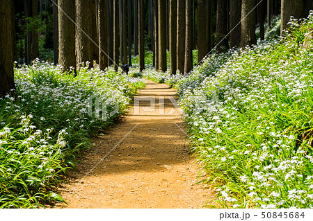 綾部市のシャガの花群生地 50845684