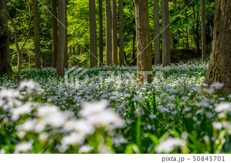 綾部市のシャガの花群生地 50845701