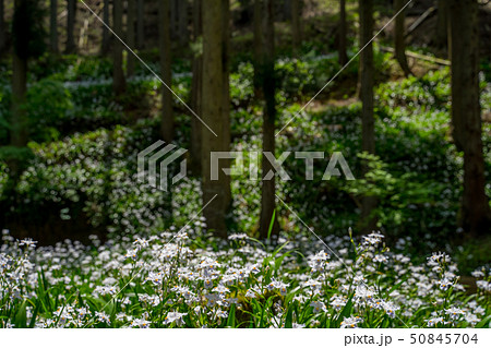 綾部市のシャガの花群生地 50845704