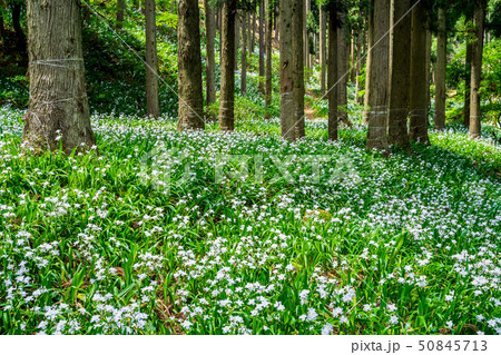 綾部市のシャガの花群生地 綾部市のシャガの花群生地 50845713
